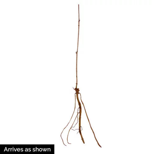 Bare (1-Pack) Root Fruiting Elderberry (Sambucus) Plant Samdal Dormant Starter