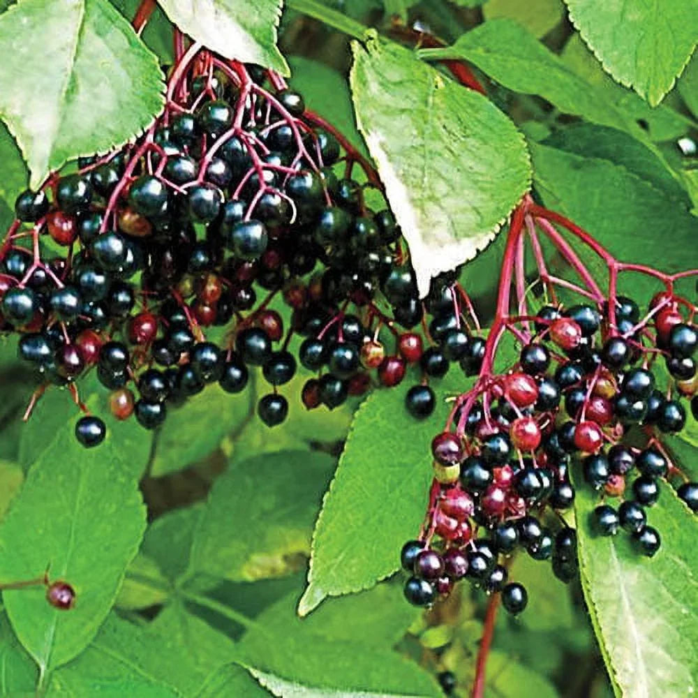 Bare (1-Pack) Root Fruiting Elderberry (Sambucus) Plant Samdal Dormant Starter