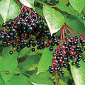 Bare (1-Pack) Root Fruiting Elderberry (Sambucus) Plant Samdal Dormant Starter