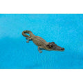 18" Small Poolmaster Alligator, Floating